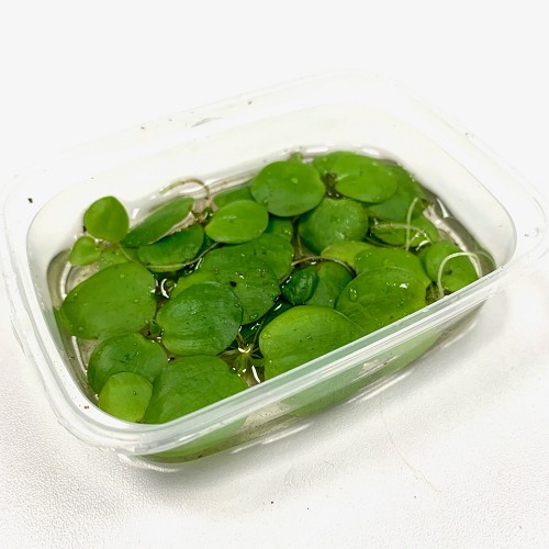 Limnobium laevigatum in a cup